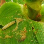 14-districts-in-eastern-province-affected-by-army-worms