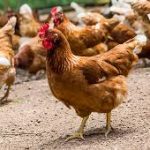 40-women-and-youth-cooperatives-get-chickens