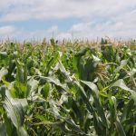 govt-anticipates-high-crop-harvest