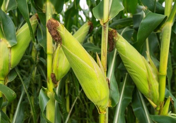 central-province-headed-for-maize-bumper-harvest