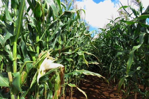 zambia-in-record-maize,-soya-bumper-harvest