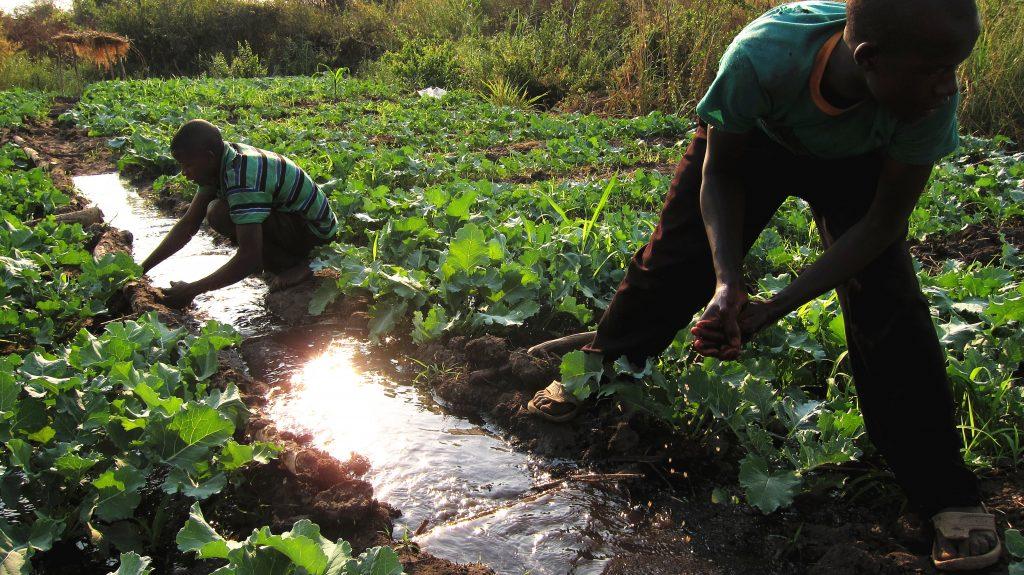west-farmers-trained-in-drip-irrigation