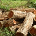 local-timber-industry-under-threat-as-tanzanian-and-malawian-timber-flood-zambian-market