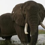 elephants-destroy-crops-on-disabled-peopleâ€™s-farm