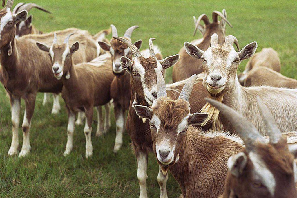sheep-&-goats-handed-over-in-lukulu