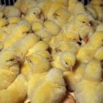 suspension-of-issuance-of-export-permits-for-day-old-chicks-and-stock-feed-likely-to-negatively-affect-poultry-industry