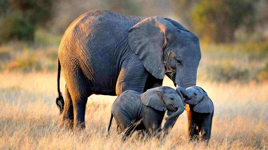 zimbabwe-parks-deny-plan-to-export-elephants