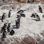 bees-kill-over-60-endangered-south-africa-penguins