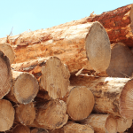 timber-industry-nods-new-govt-stance