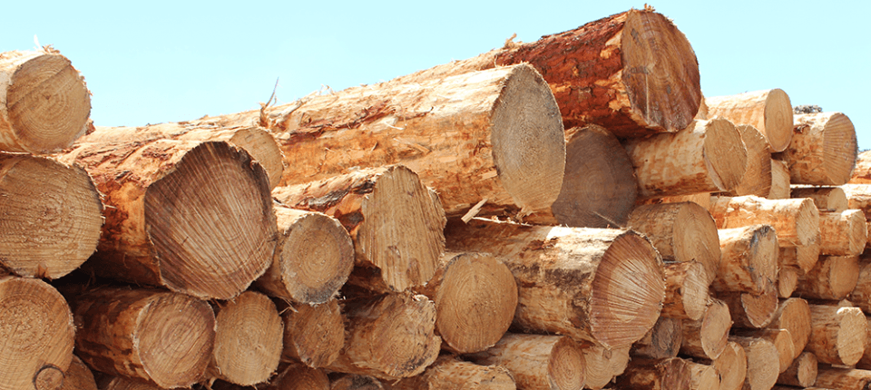 timber-industry-nods-new-govt-stance