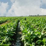 action-aid-promotes-smart-agriculture