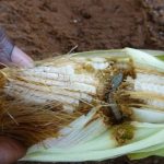 govt-advises-farmers-to-be-on-the-lookout-for-any-pest-outbreak-to-facilitate-for-speedy-combating