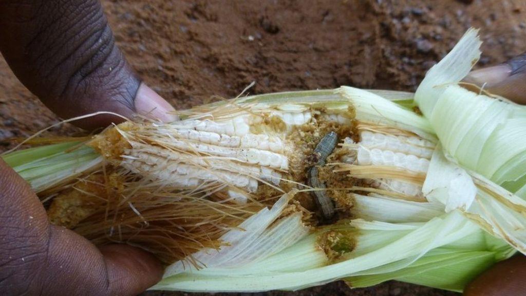 govt-advises-farmers-to-be-on-the-lookout-for-any-pest-outbreak-to-facilitate-for-speedy-combating