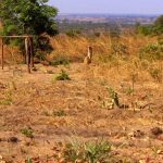 331-hectares-of-land-affected-by-army-worms-in-mkushi-district