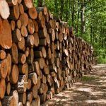 govt-to-dispose-off-impounded-mukula-logs