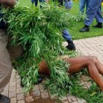 south-africa’s-‘king-khoisan’-arrested-over-cannabis-plants-at-president’s-office