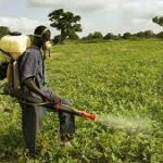 pesticides-distributed-to-curb-fall-army-worms