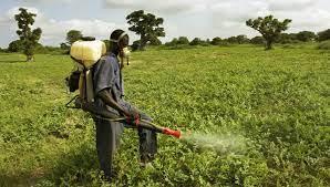 pesticides-distributed-to-curb-fall-army-worms