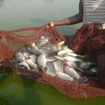schools-urged-to-intensify-fish-production