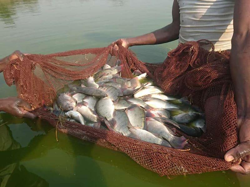 schools-urged-to-intensify-fish-production