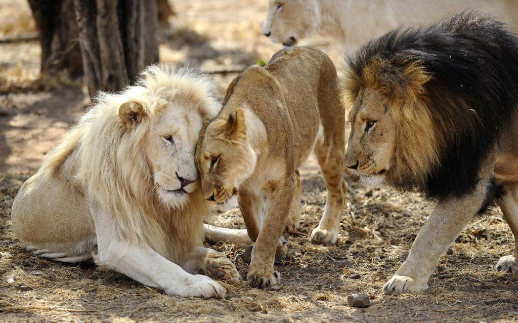 lions,pumas-contract-covid-at-south-african-zoo