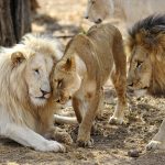 lions,pumas-contract-covid-at-south-african-zoo