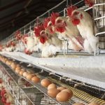 agric-firm-to-invest-$120m-in-poultry-project