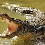 man-survives-fight-with-crocodile