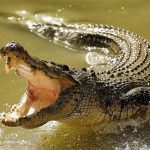 sinazongwe-mp-threatens-to-order-killing-of-crocodiles-which-are-killing-people-in-gwembe-valley