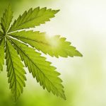 zabs-ponders-standardization-for-cannabis
