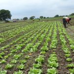 agro-ministries-to-collaborate-for-food-security
