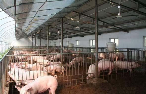 african-swine-fever-can-wipe-out-pig-industry,warns-minister