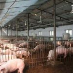 all-provinces-can-trade-in-pigs-except-lusaka-govt