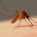 malaria-cases-rise-in-lusaka