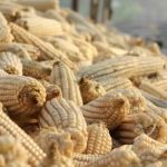 znfu-demands-full-cost-recovery-price-for-maize