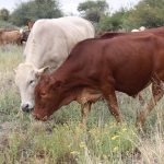 govt-vaccinates-33,000-cattle-in-kasenengwa