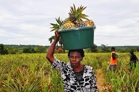 local-pineapple-farmers-eye-newly-opened-fruit-plant