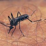 masebo-urged-to-issue-parliamentary-statement-on-increase-in-mosquitoes