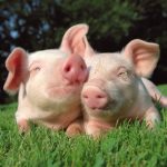 ban-on-in-pig-and-pig-product-trading-lifted