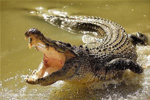 9-year-old-boy-loses-hand-to-croc-attack