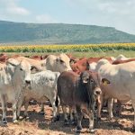 cattle-movement-ban-lifted-in-central-province