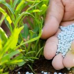 “farmers-sharing-fertilizer-not-productive”