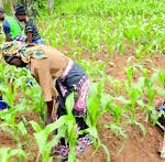 technology-gaps-cause-for-low-maize-yields-corteva