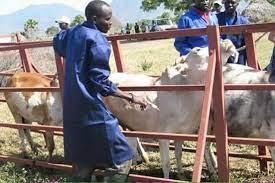 isoka-under-watch-due-to-livestock-diseases
