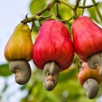 595-farmers-get-training-in-cashew-management
