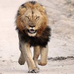 wildlife-officers-deployed-in-lilayi-area-to-verify-reports-of -a-lion