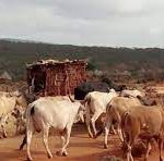 govt-urges-farmers-to-rear-climate-resilient-livestock