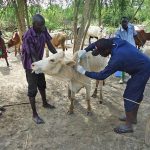 200,000-cattle-to-be-vaccinated-against-ecf