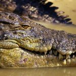 missing-australian-fisherman’s-body-found-in-crocodile