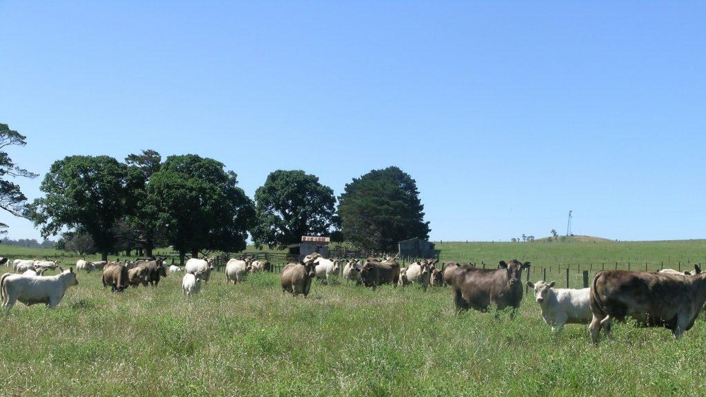  “grow-forage-and-pasture”